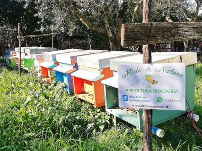 adotta le api di Miele & Natura