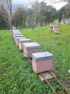 adotta le api di Zeffiro
