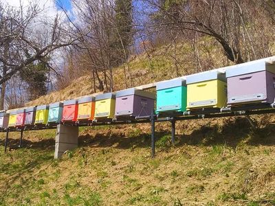 adotta le api di Alpi Mel