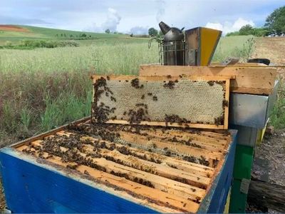 adotta le api di Apicoltura Cascina Gabetta