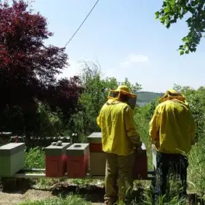 aiuta le api di Zeffiro