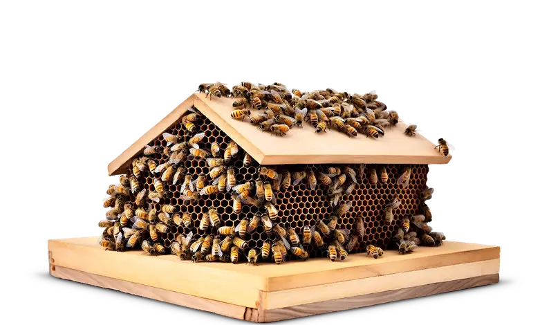 Visita le api assieme all'apicoltore