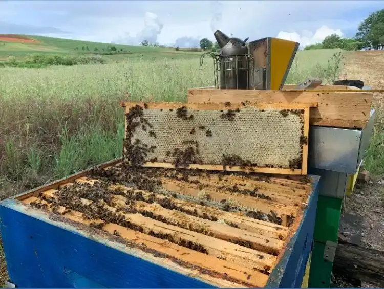 adotta le api di Apicoltura Cascina Gabetta