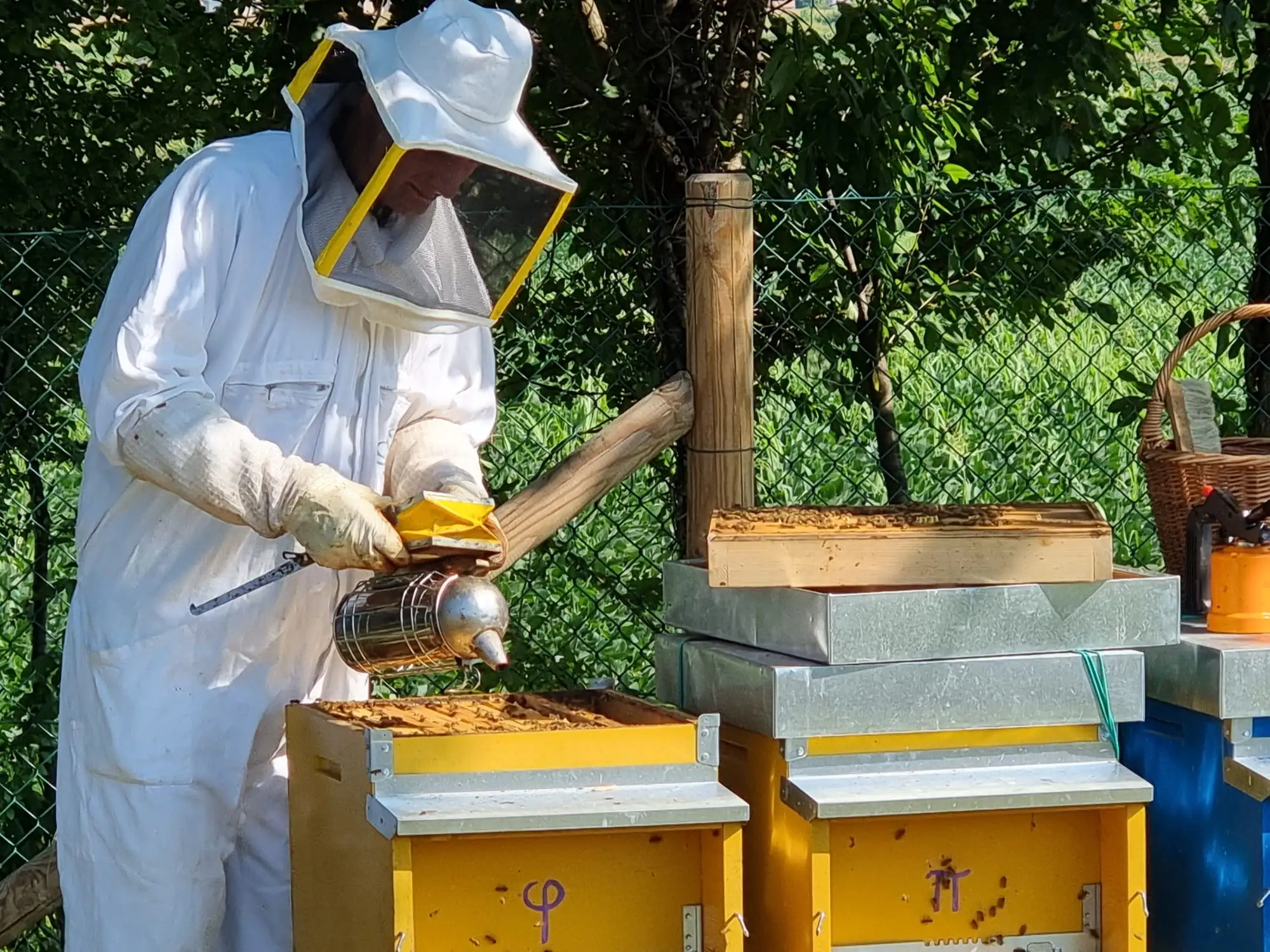 adotta le api di Ambrosia Miele
