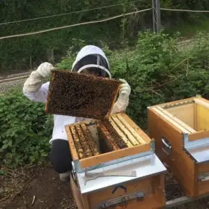 aiuta le api di Mielario