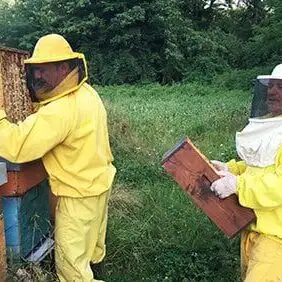 aiuta le api di Neo Aristeo