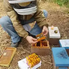 aiuta le api di Apicoltura Mieldoro