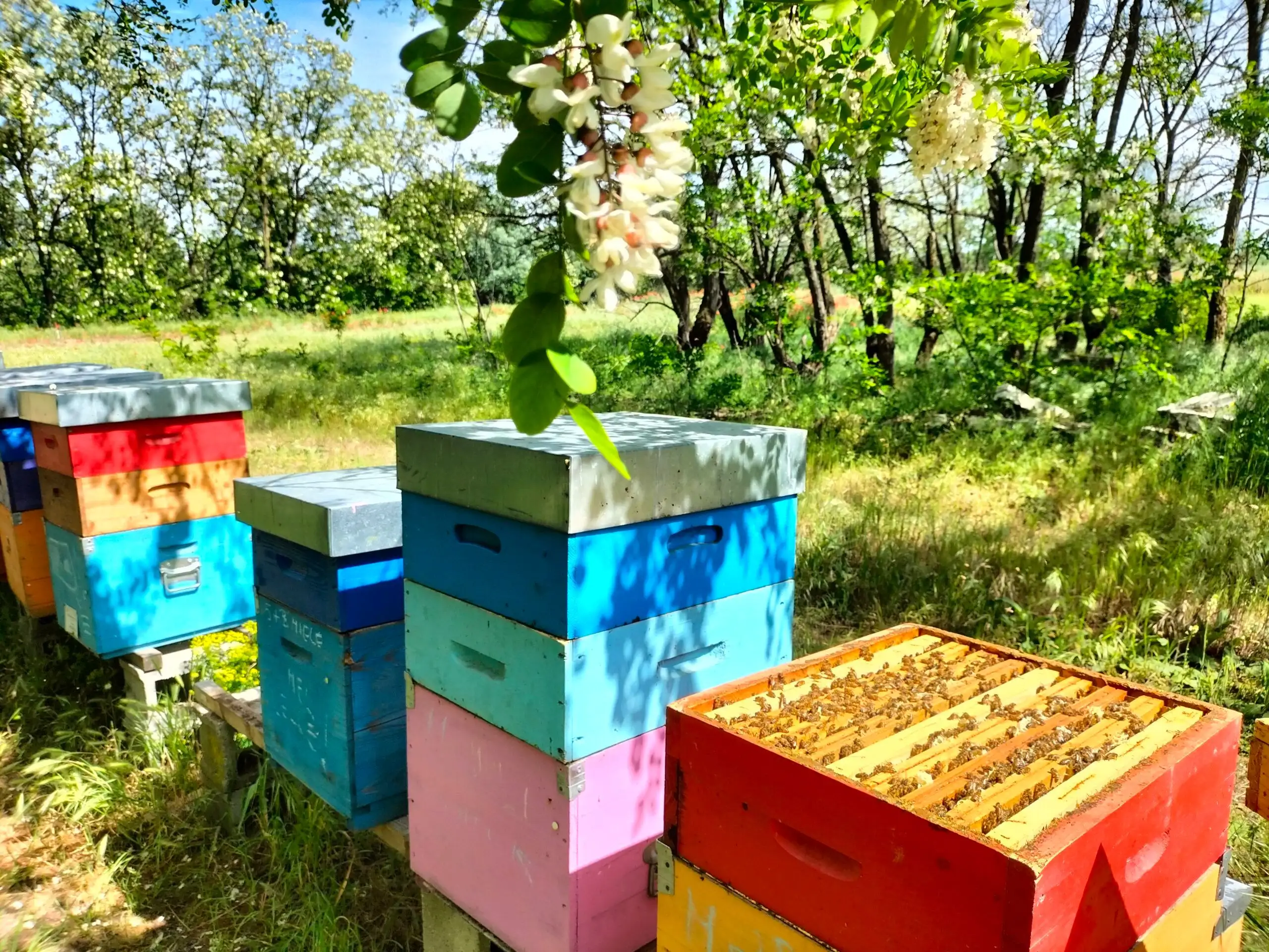 adotta le api di Mara Bee
