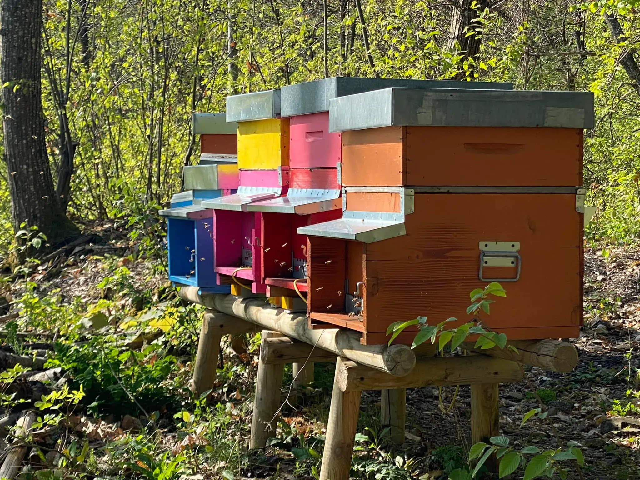 adotta le api di Natura Di Casa