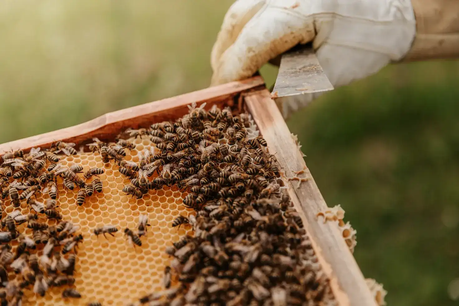 adotta le api di Apiario di Comunità di Castel del Giudice