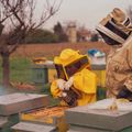 aiuta le api di Semi di Ginkgo