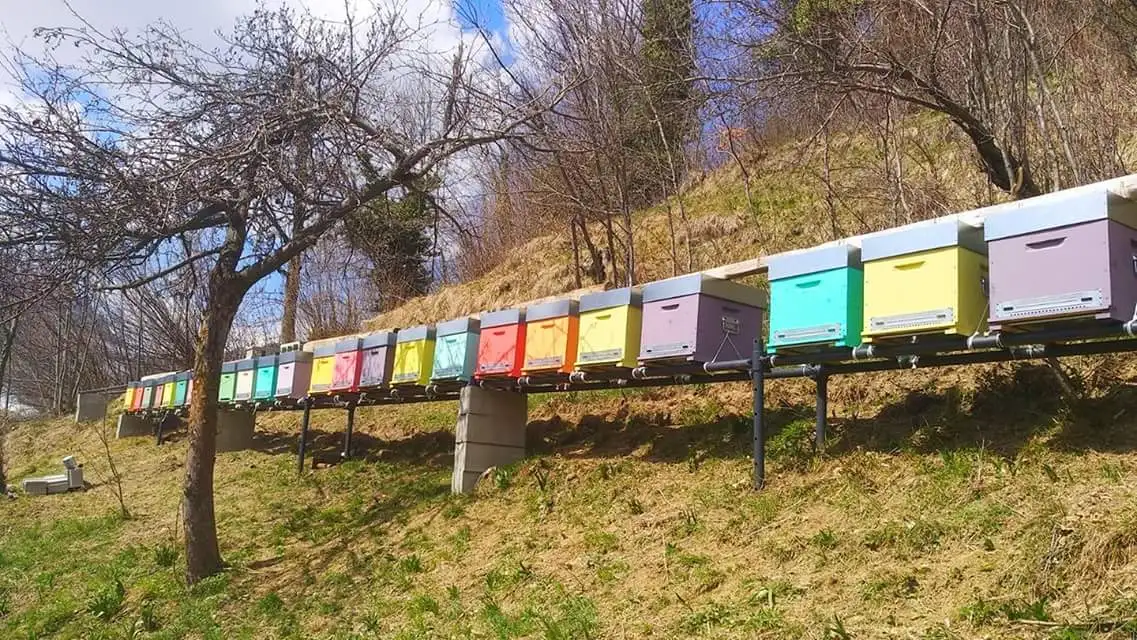 aiuta le api di Alpi Mel