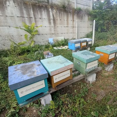 adotta le api di Sito Ariano Irpino