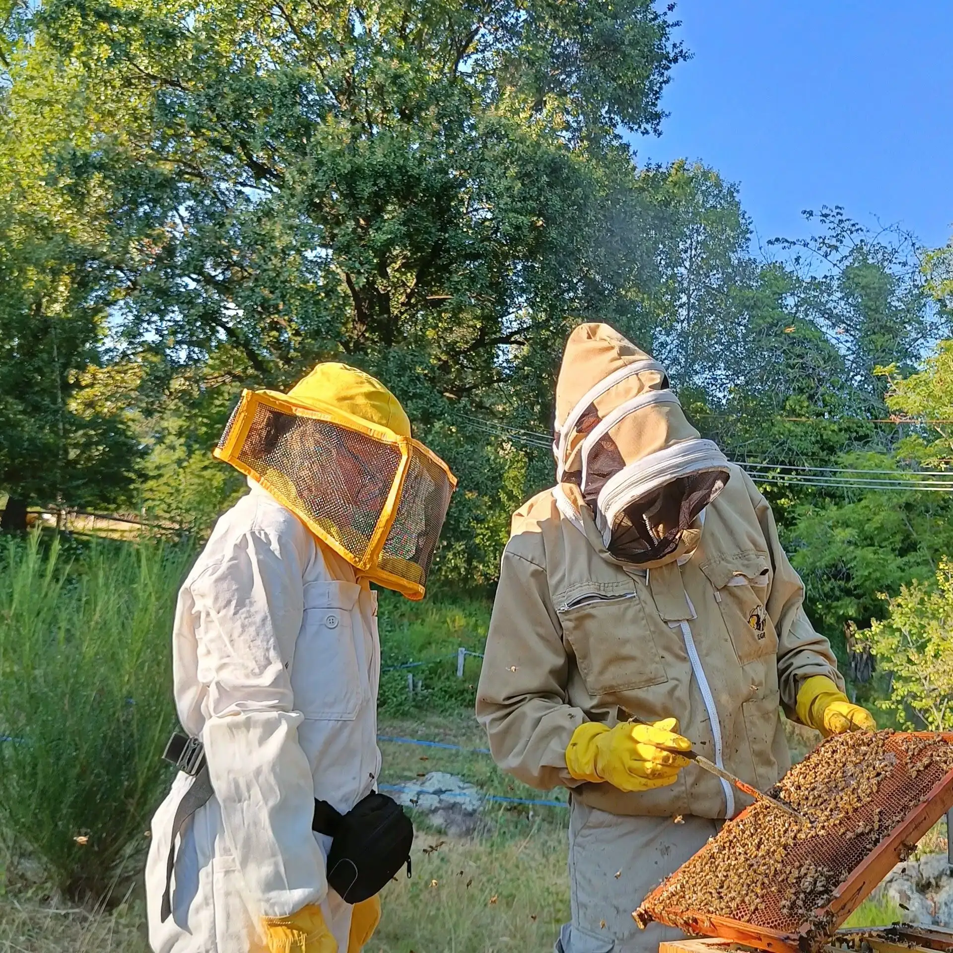 adotta le api di Aperò