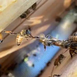 aiuta le api di Natura Di Casa