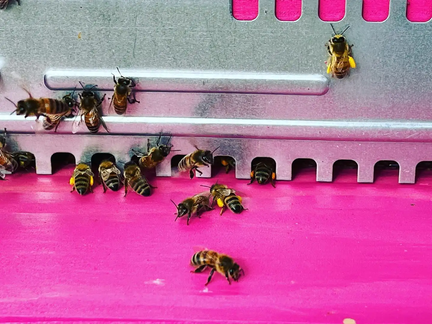adotta le api di Bee Happy