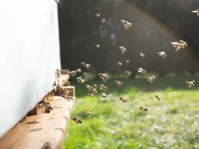 adotta le api di Gianfelice Presicci