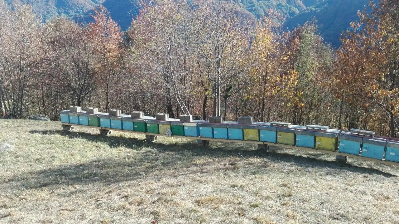 adotta le api di Marco Pezzetti