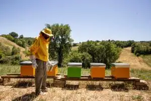 adotta le api di ABC Rurale