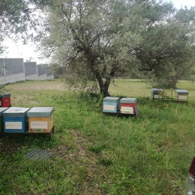 adotta le api di Sito di Barrafranca
