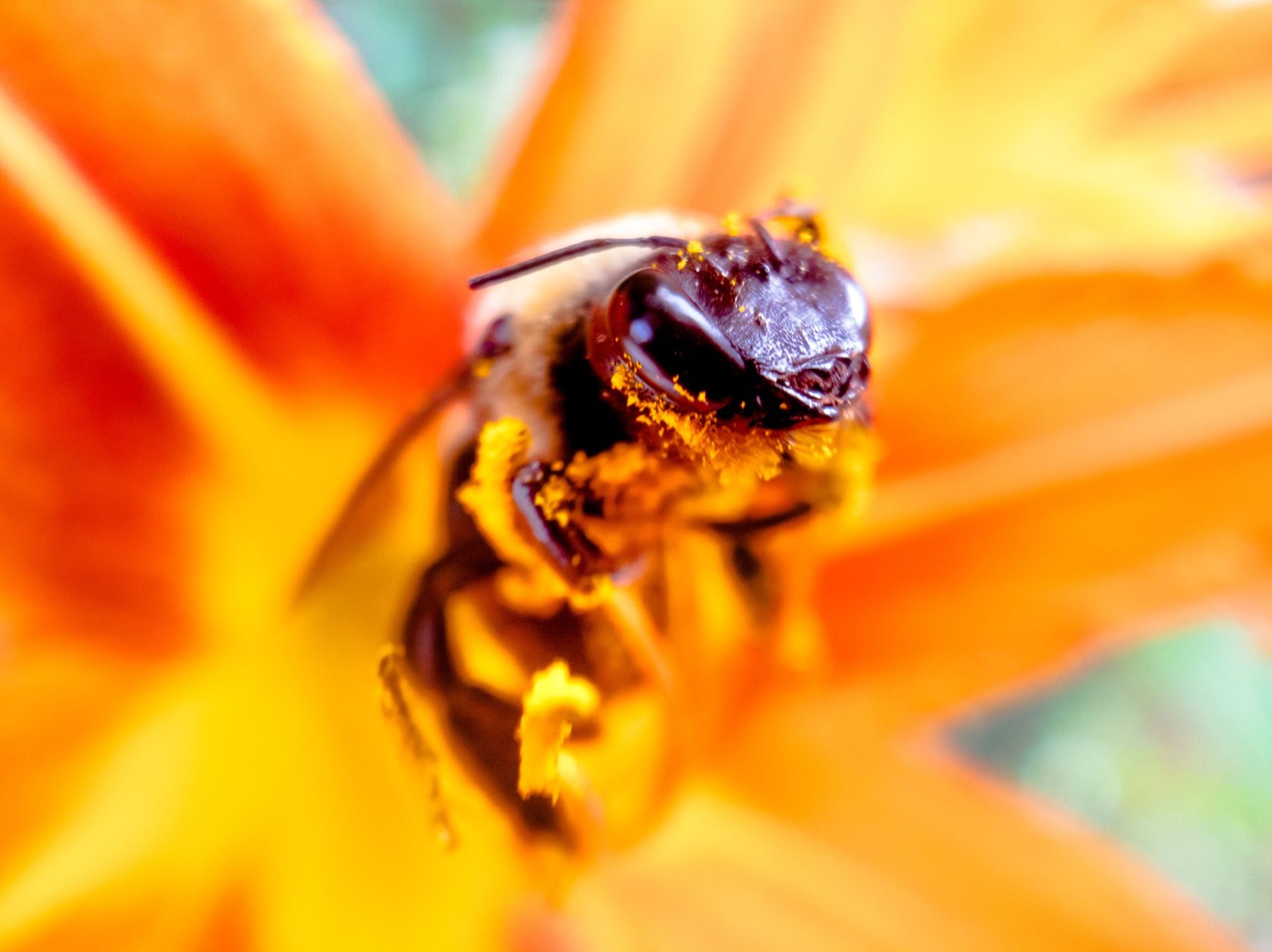 ape con fiore giallo arancio