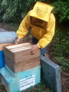 aiuta le api di Energia dai Fiori