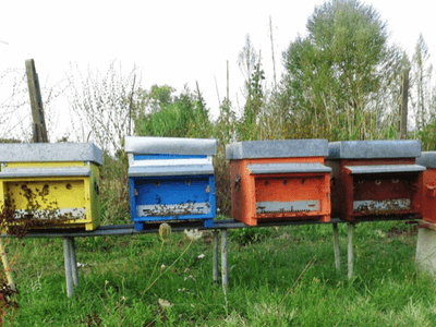 adotta le api di Tutto Genuino