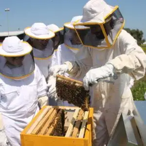aiuta le api di DontBEEScared